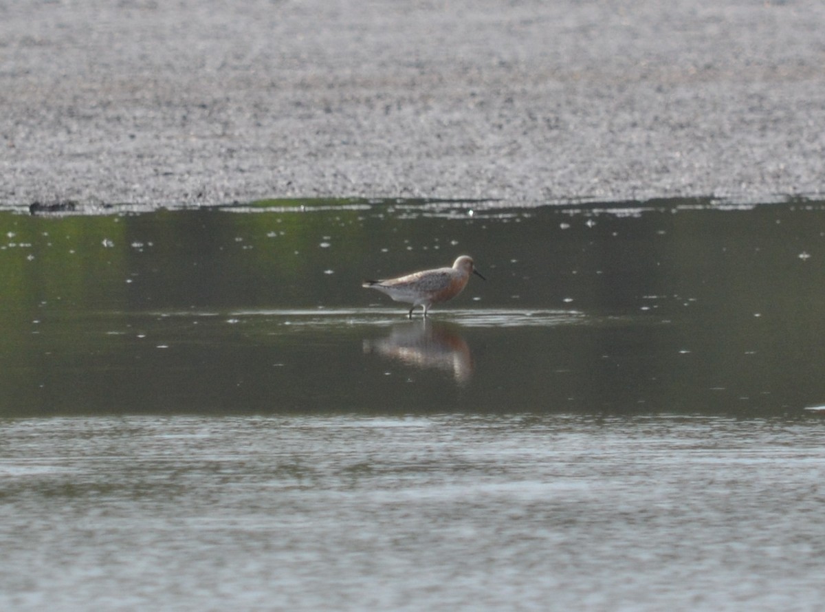 Red Knot - ML28980311