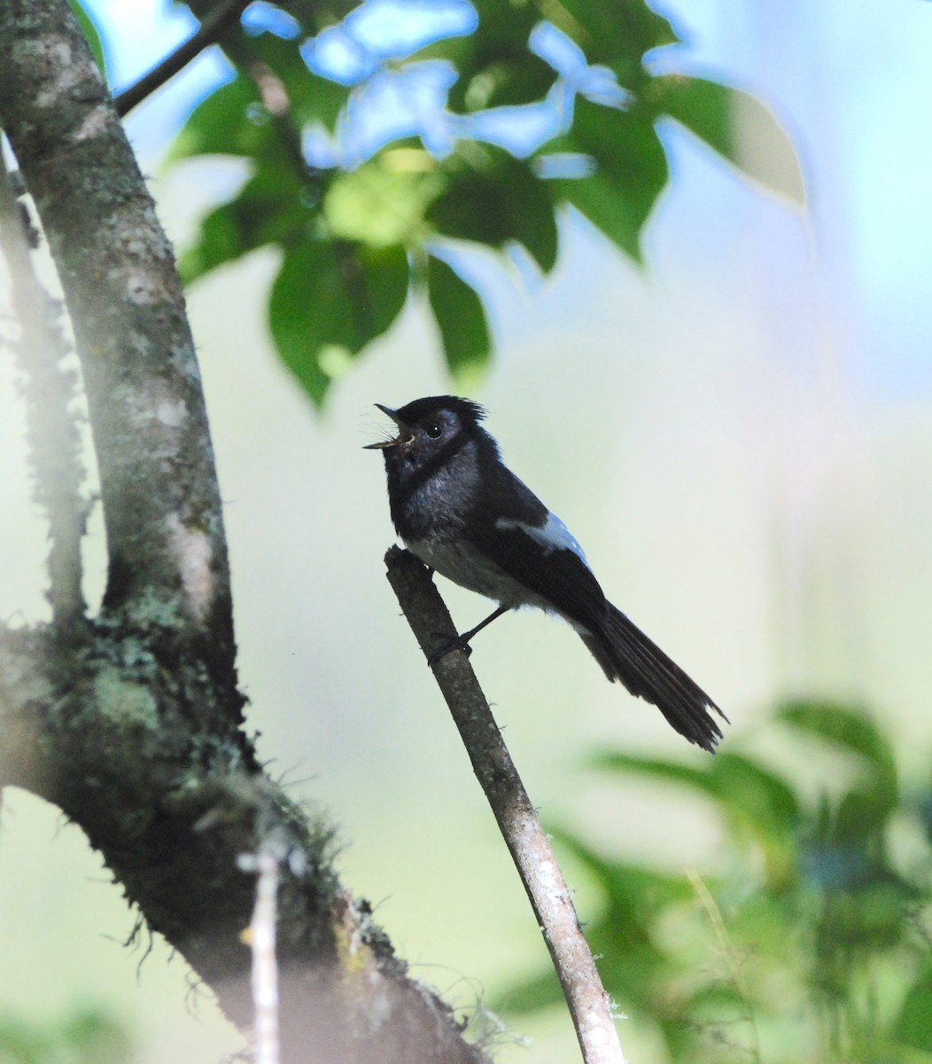 African Crested Flycatcher - Gabriel Jamie