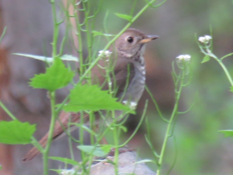 Gray-cheeked Thrush - Dan Rottino