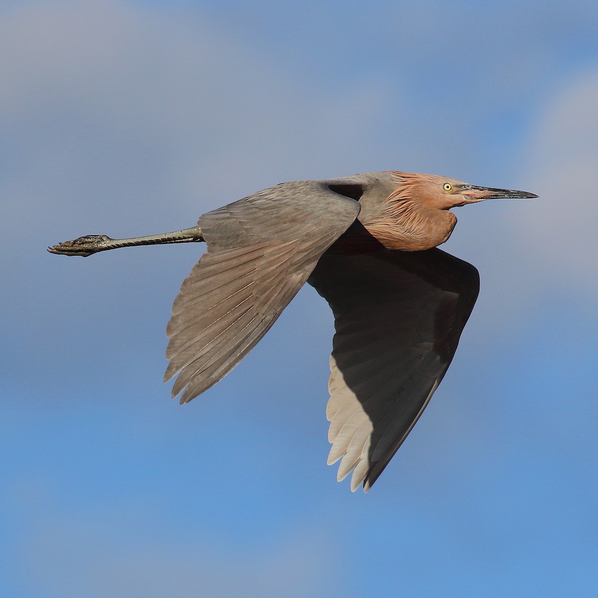 Reddish Egret - ML289804431