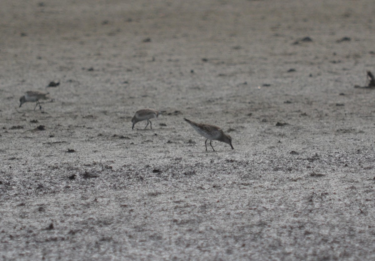 Weißbürzel-Strandläufer - ML28980451