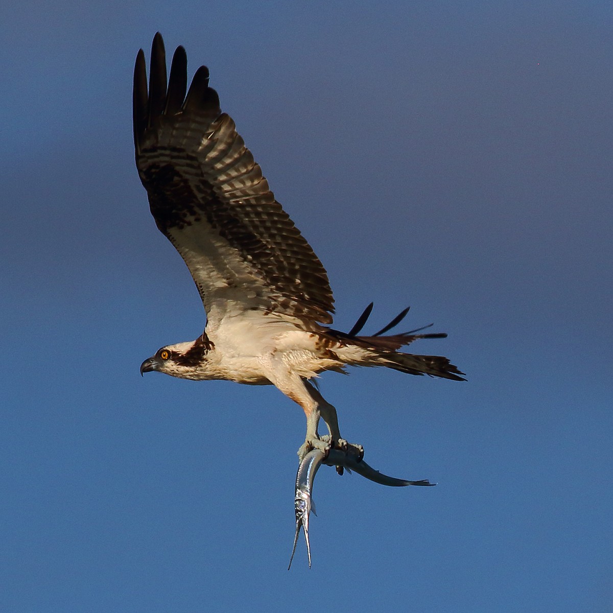 Osprey (carolinensis) - ML289804511