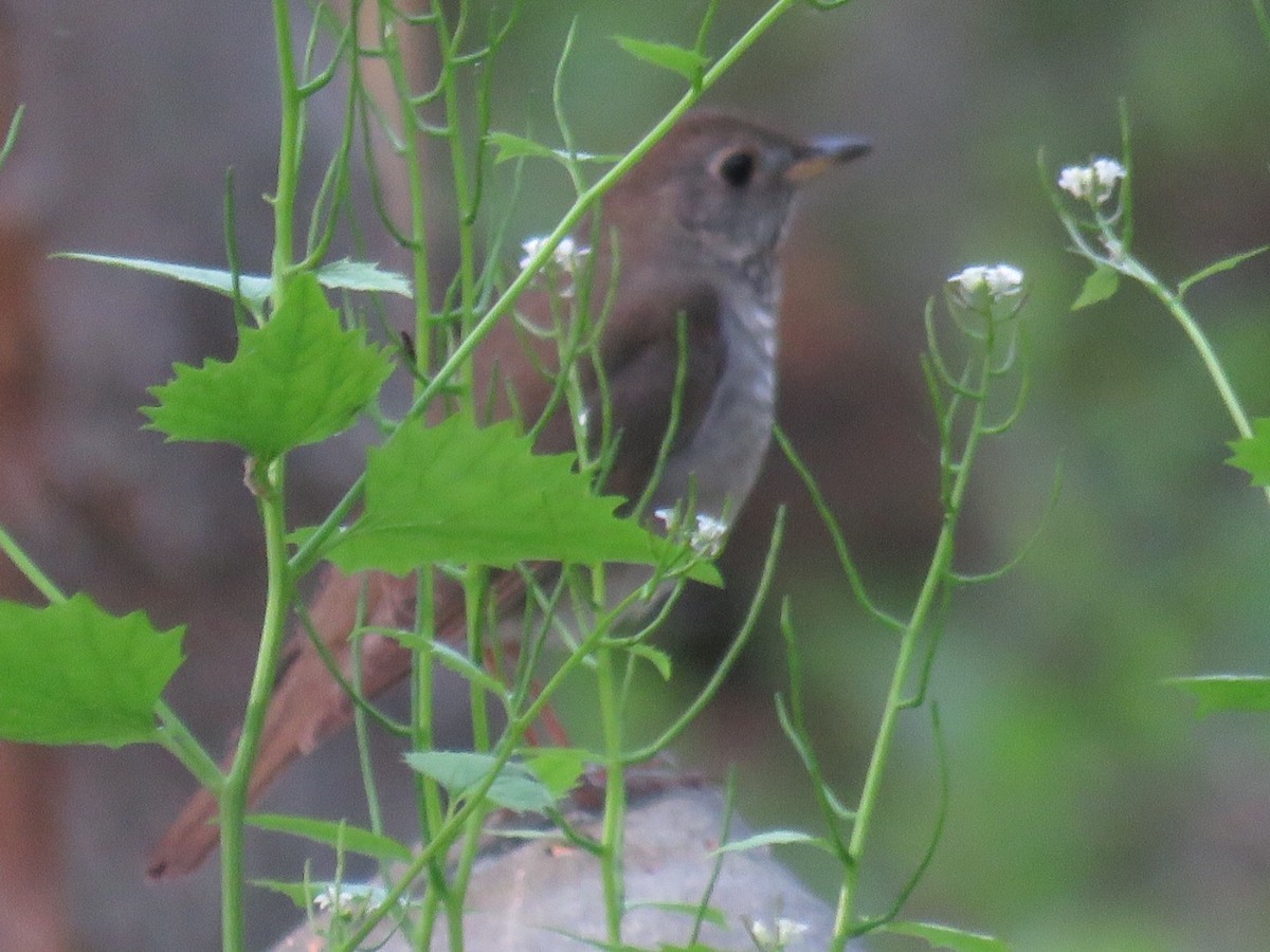 Gray-cheeked Thrush - Dan Rottino