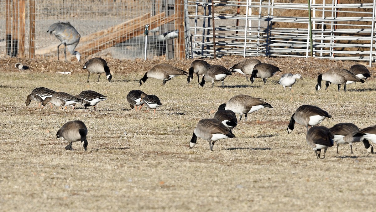 Greater White-fronted Goose - ML289806081