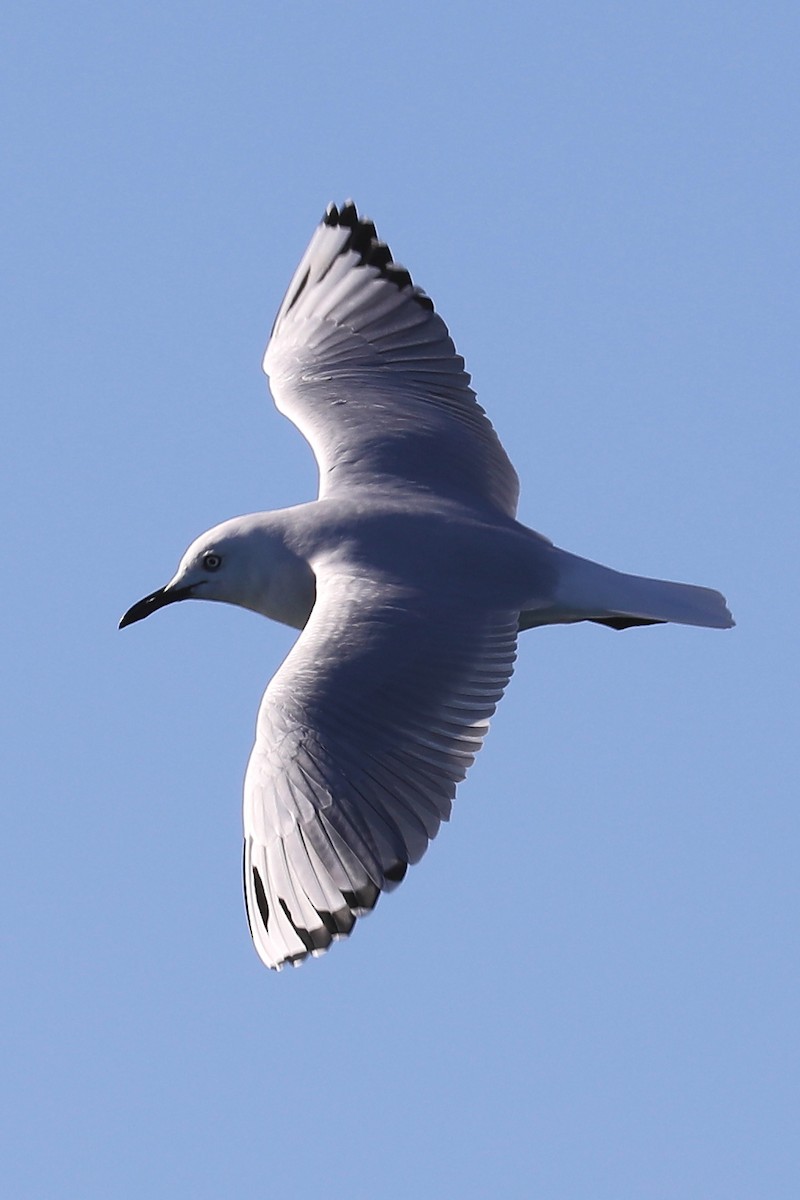 Gaviota Maorí - ML289807441