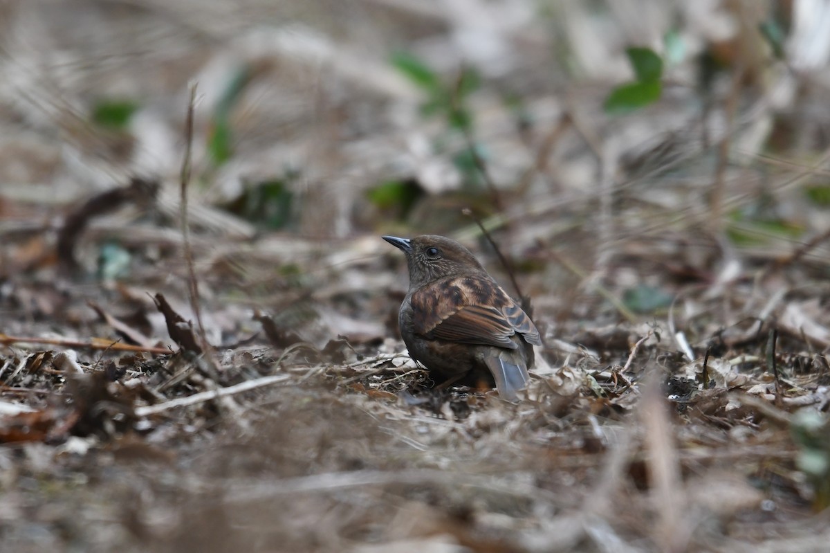 Japanese Accentor - ML289807691