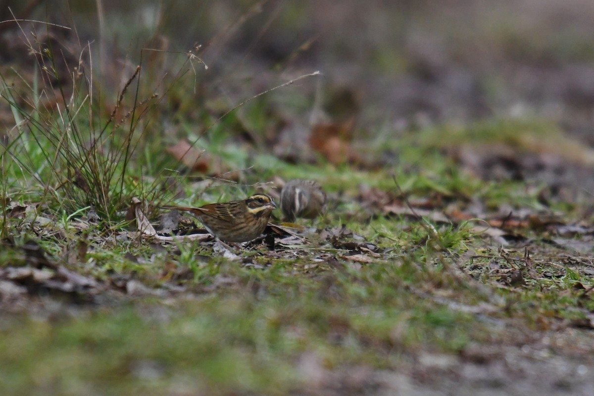 Tristram's Bunting - ML289807731