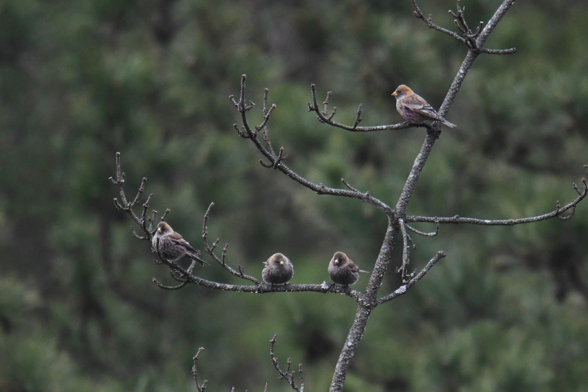 Asian Rosy-Finch - ML289808681