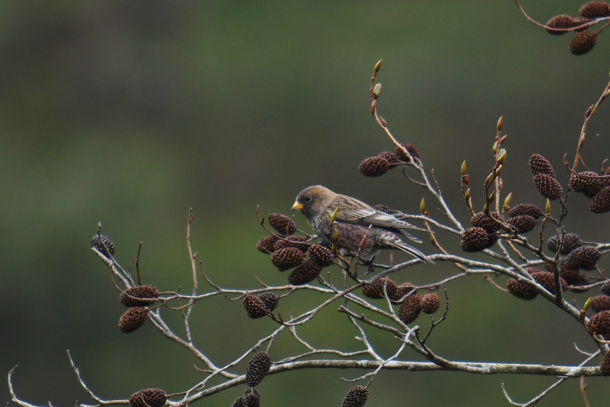 Asian Rosy-Finch - Fumihiro SEMBA