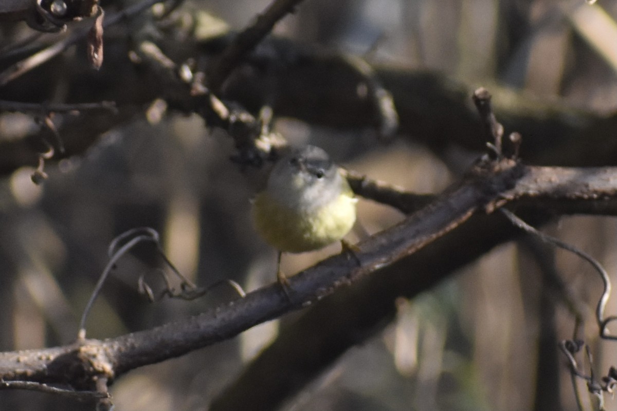 Orange-crowned Warbler - ML289809381
