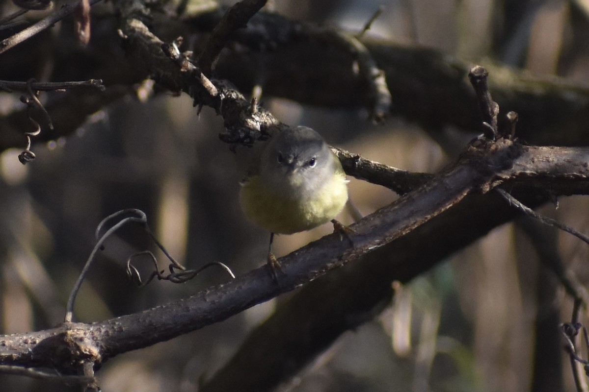 Orange-crowned Warbler - ML289809391