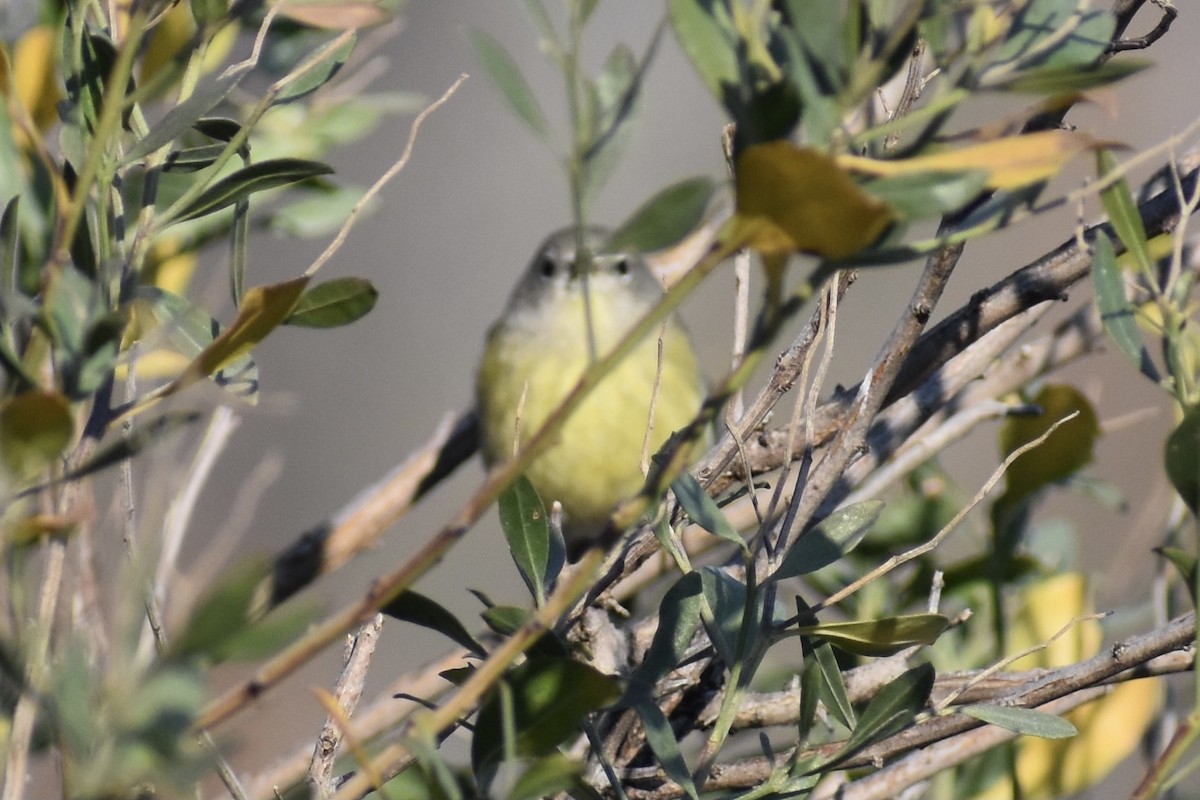 Orange-crowned Warbler - ML289809401