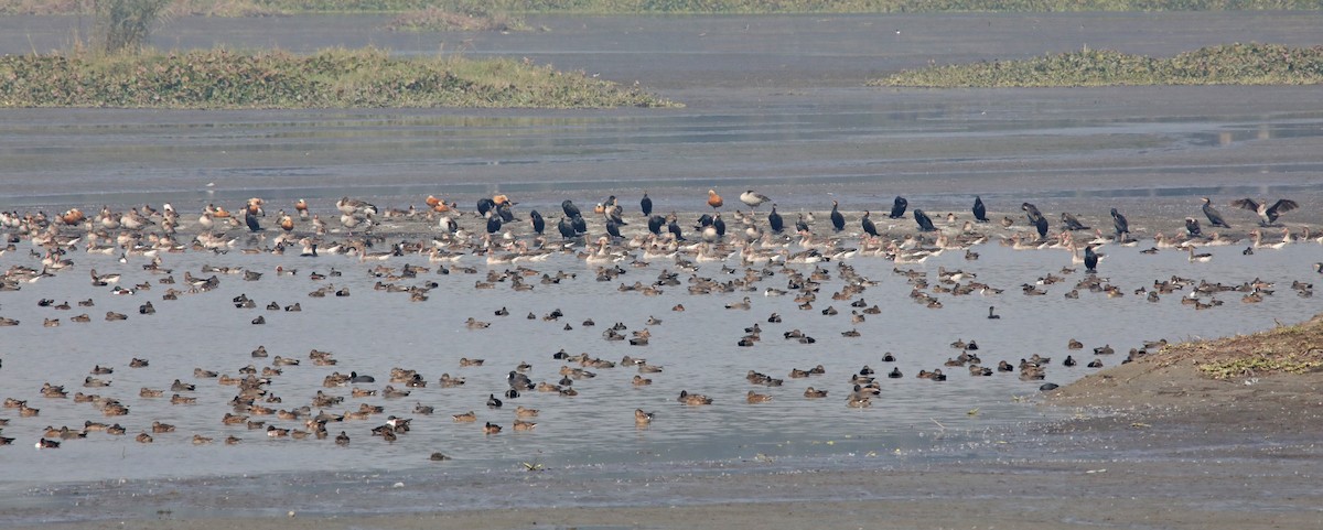 Ruddy Shelduck - ML289810621