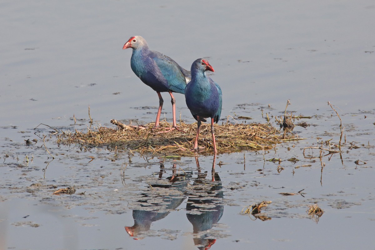 Gray-headed Swamphen - ML289811131