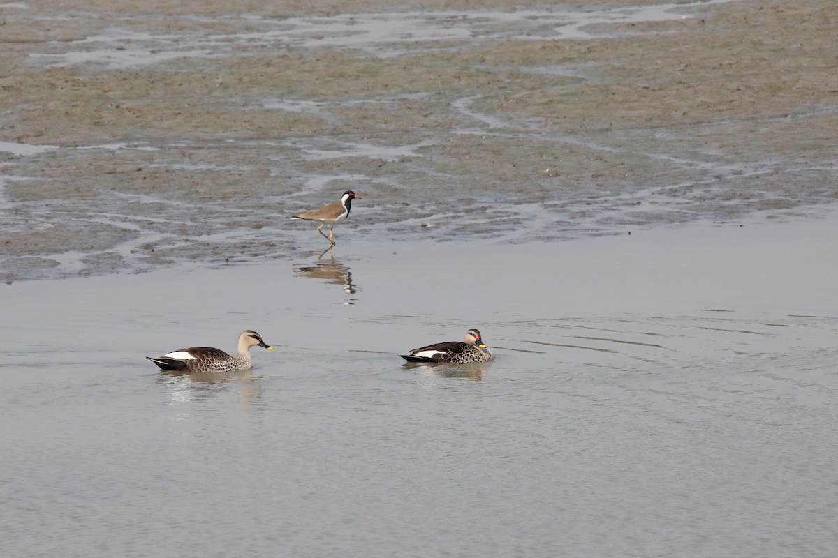 Red-wattled Lapwing - Nazes Afroz