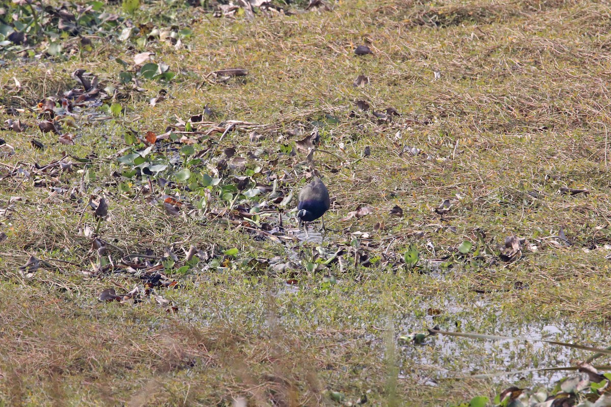 Bronze-winged Jacana - Nazes Afroz