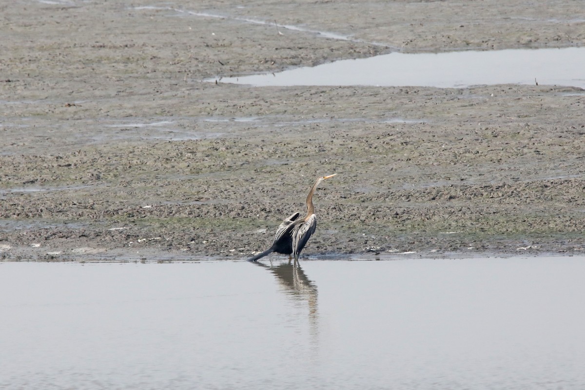 Anhinga Asiática - ML289811471