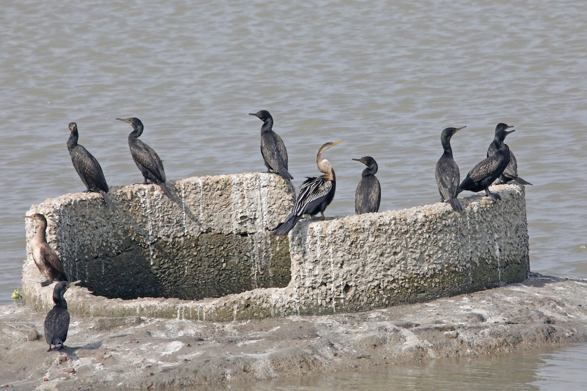 Cormorán Grande - ML289811611