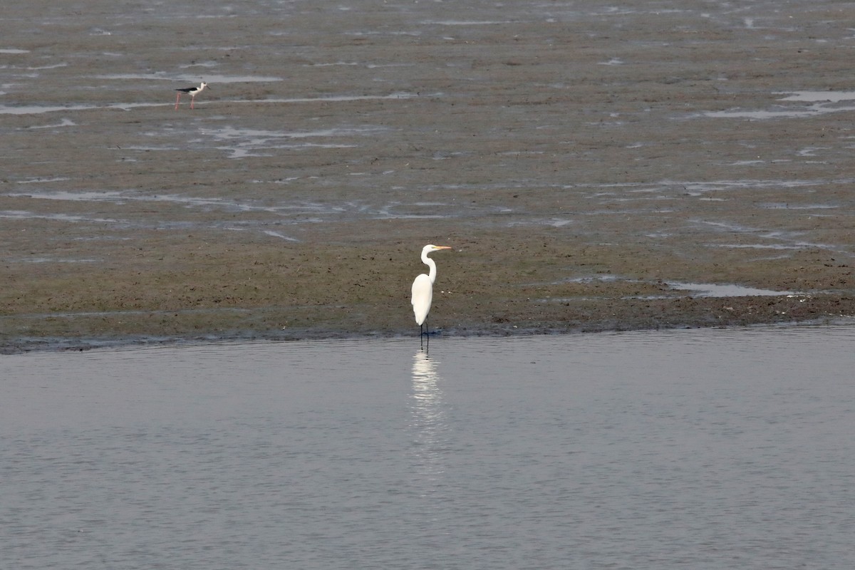 Medium Egret - Nazes Afroz