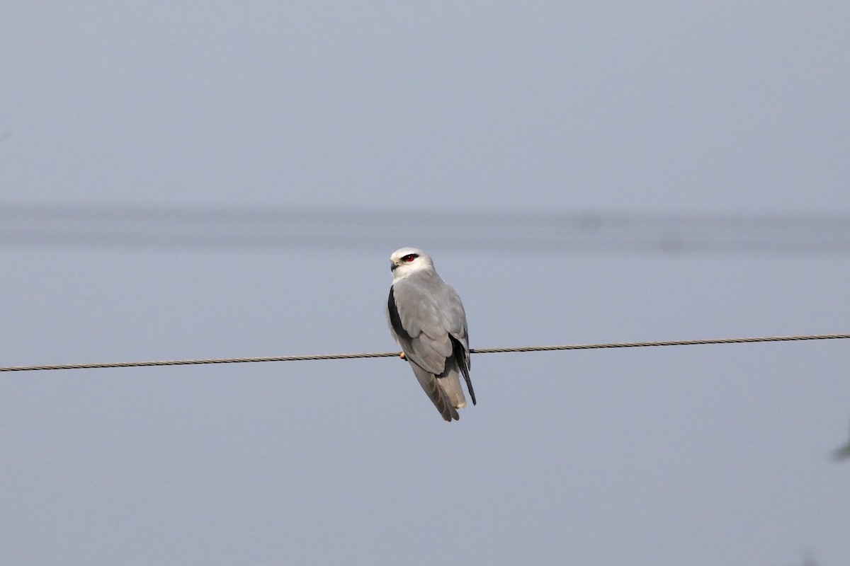 Black-winged Kite - ML289811741