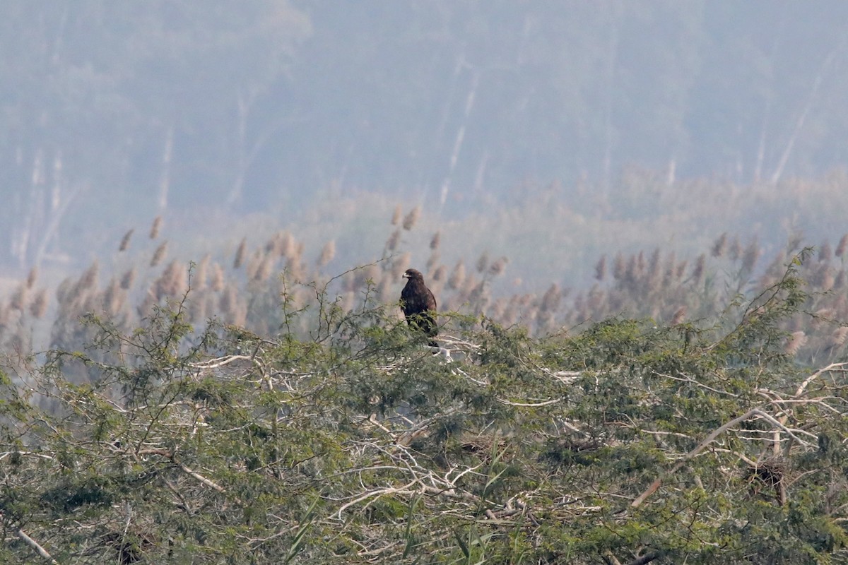 Greater Spotted Eagle - Nazes Afroz