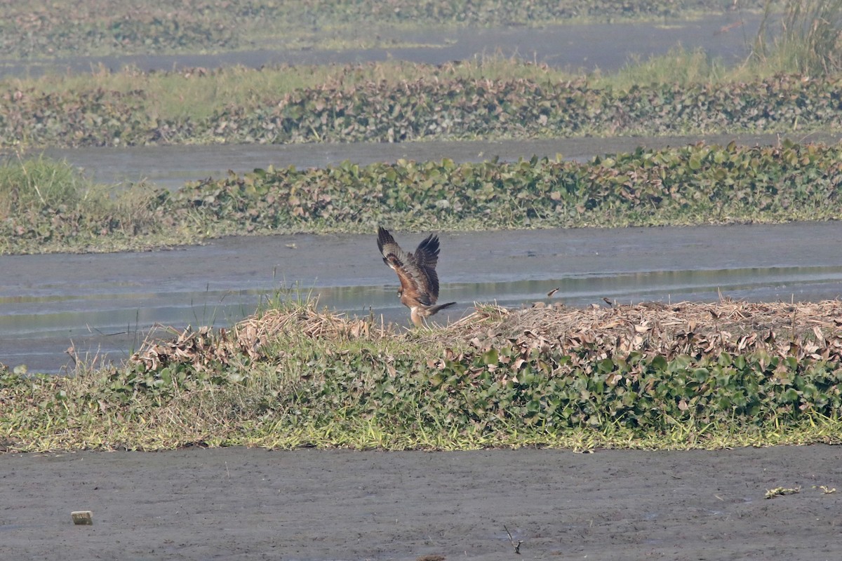 Águila Perdicera - ML289811911