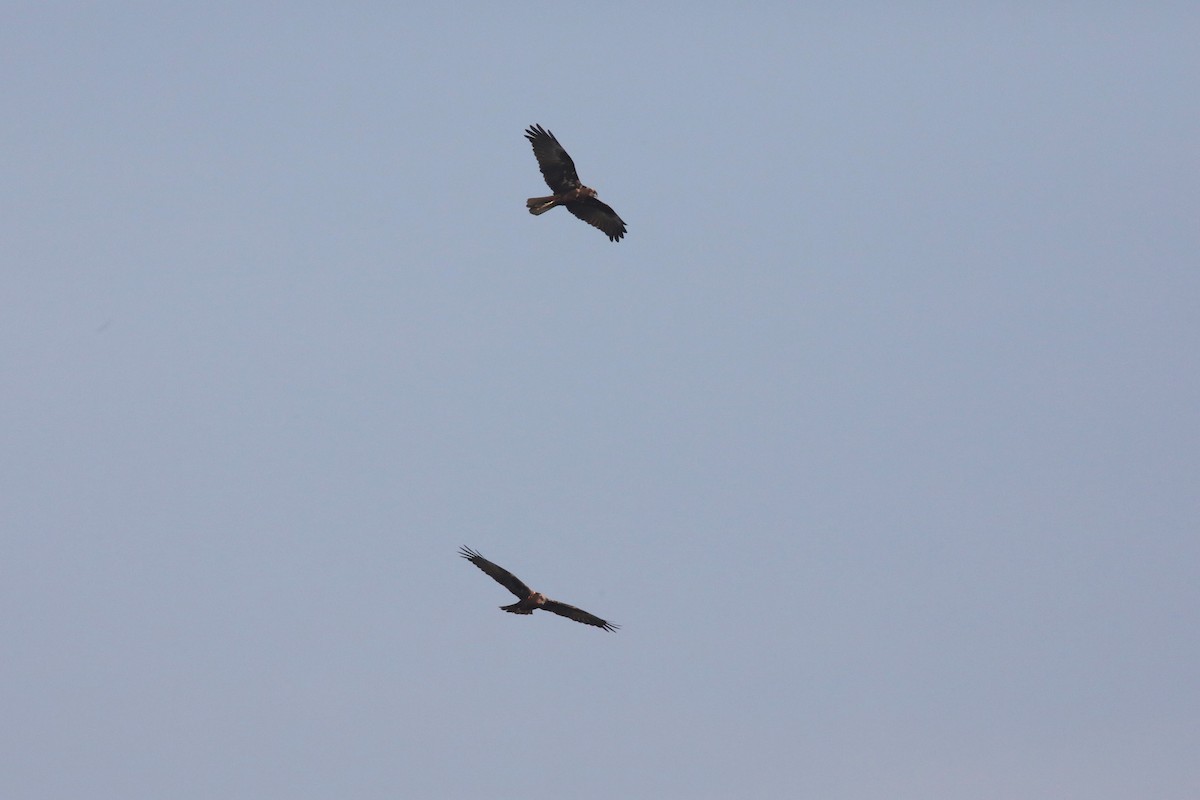 Western Marsh Harrier - Nazes Afroz