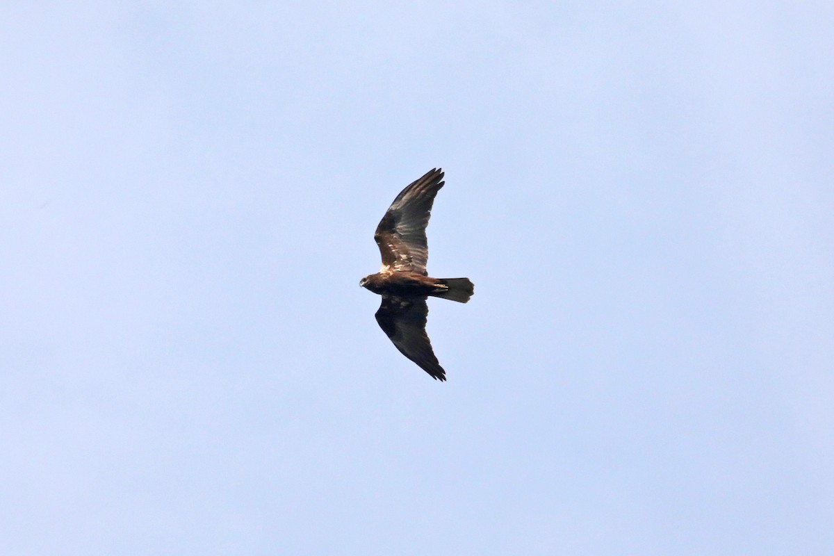 Western Marsh Harrier - Nazes Afroz