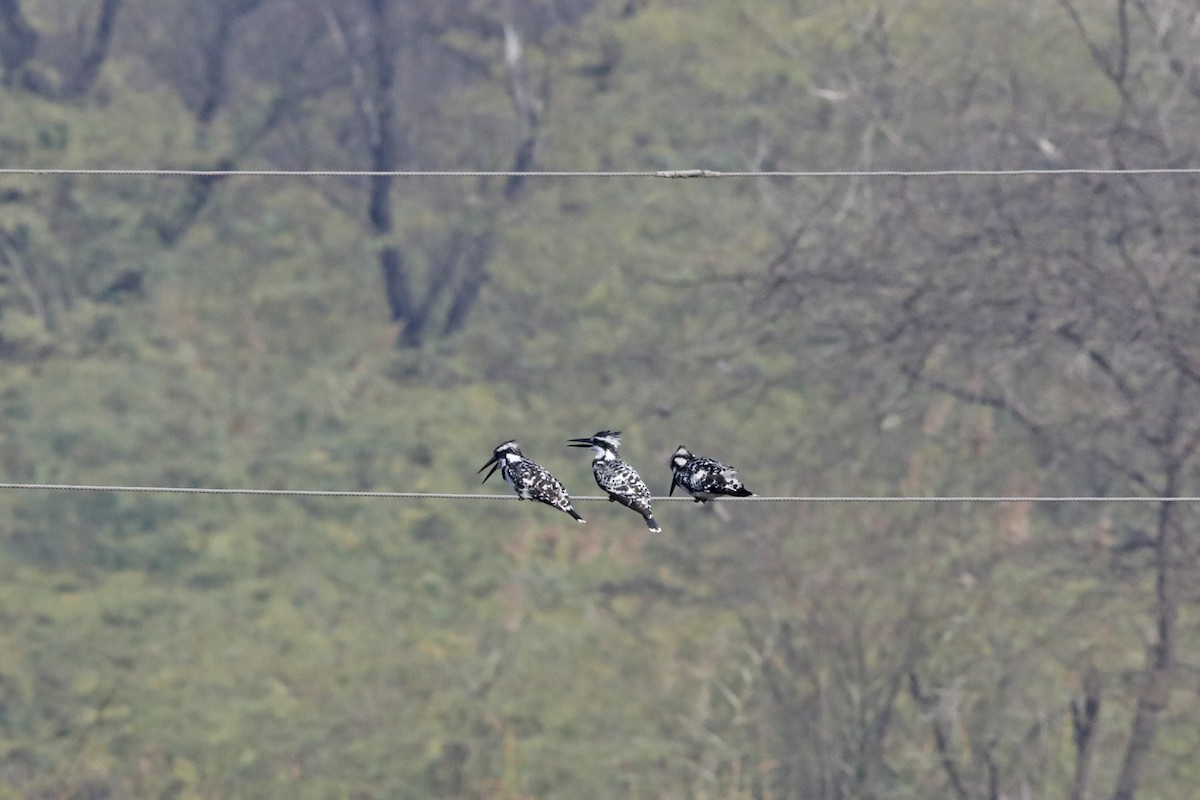 Pied Kingfisher - ML289812071