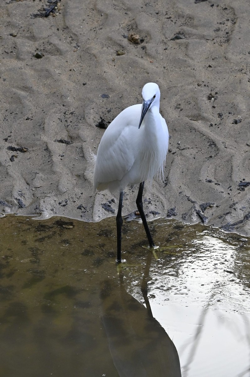 Little Egret - Andrea Martínez Ezquerro