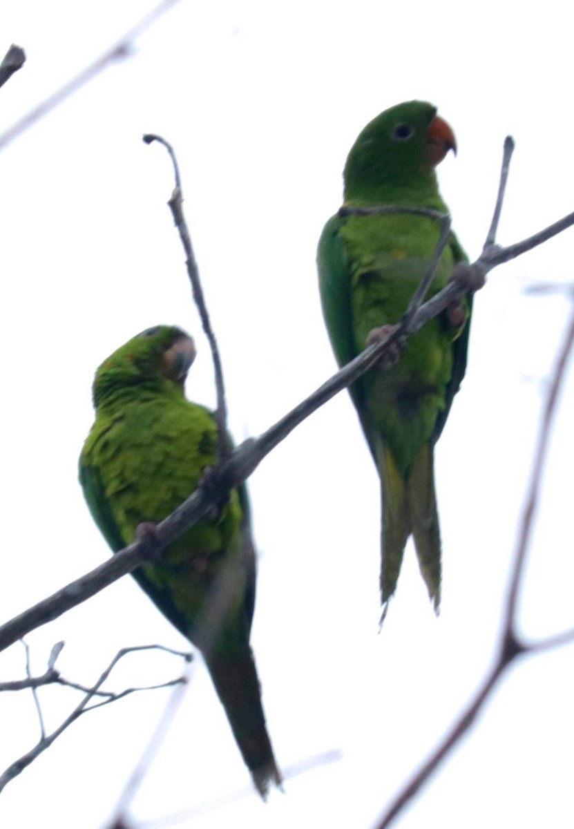 Green Parakeet - Roger Nigenda