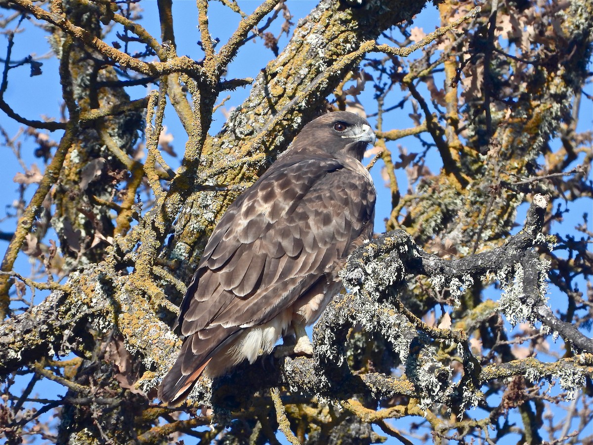 Red-tailed Hawk - Pair of Wing-Nuts