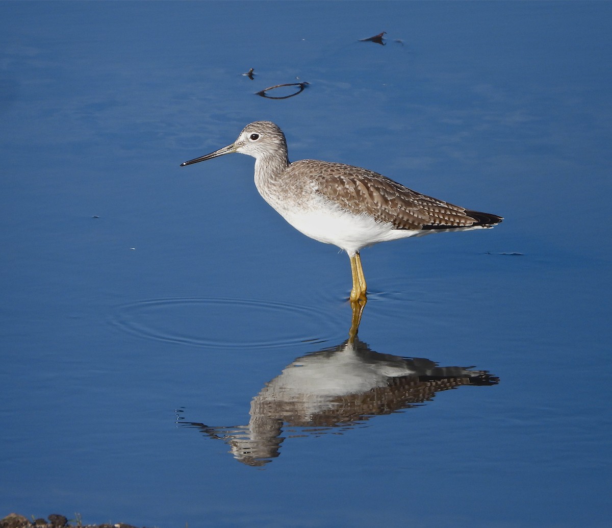 Greater Yellowlegs - ML289816531