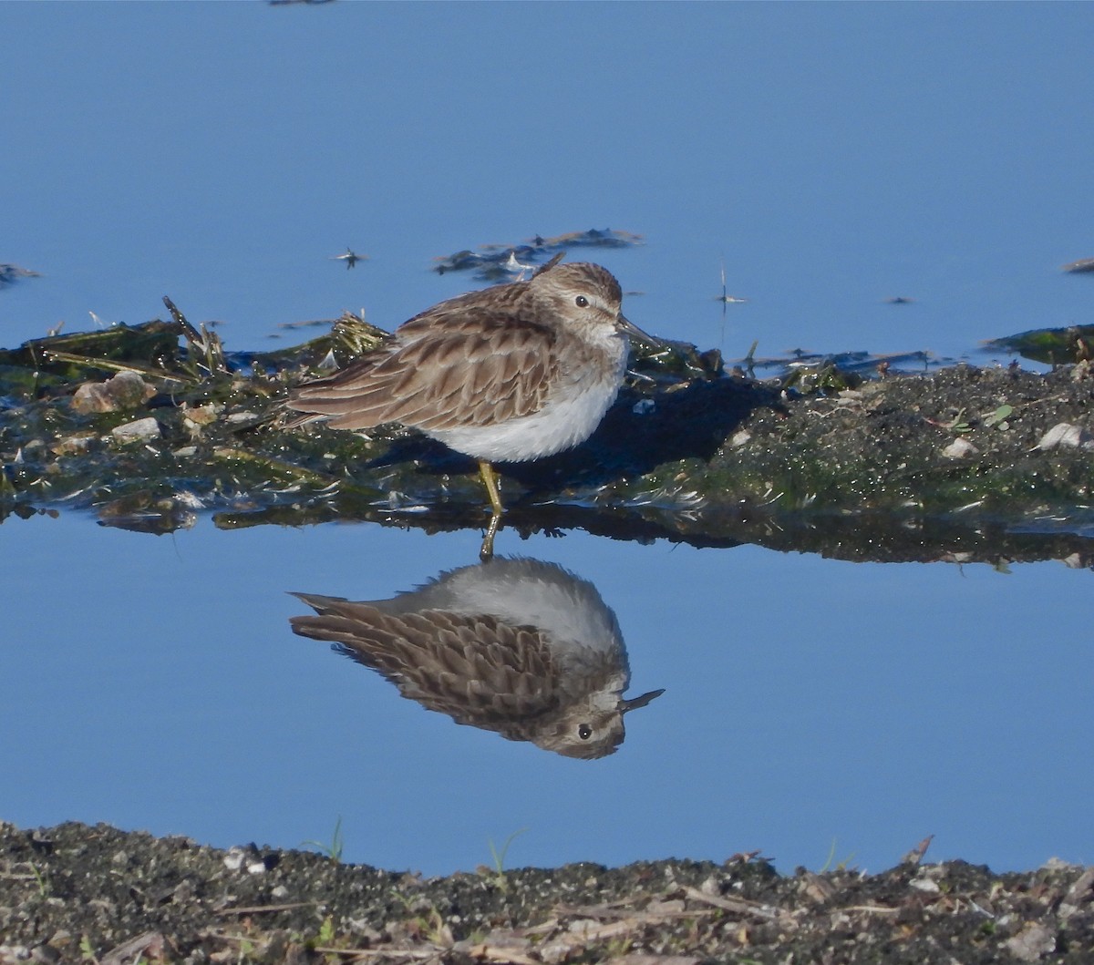 Least Sandpiper - Pair of Wing-Nuts