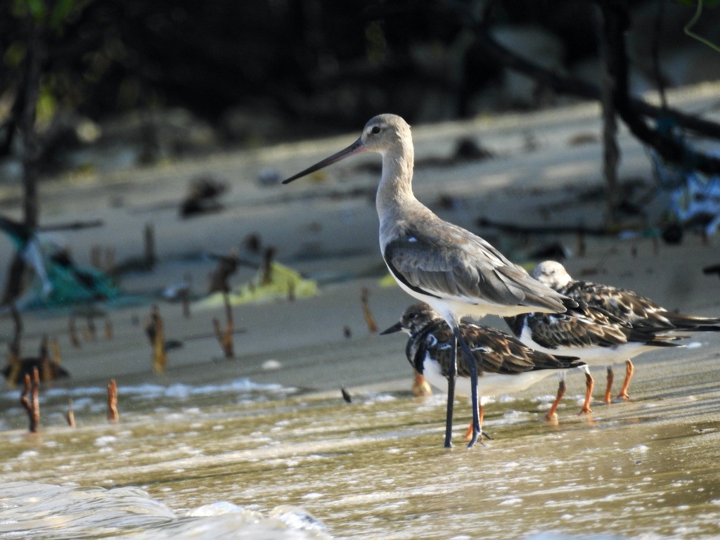 Black-tailed Godwit - ML289816611