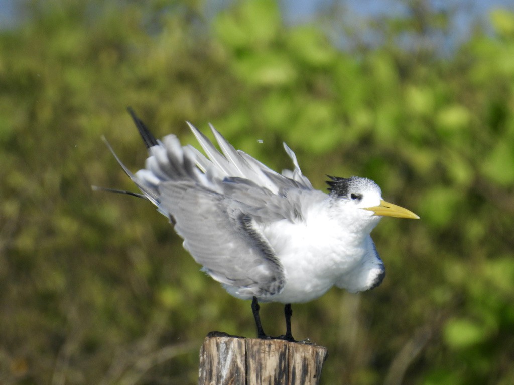 Great Crested Tern - ML289816751