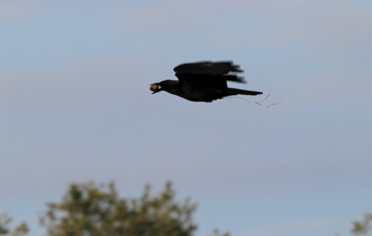 American Crow - ML289817081