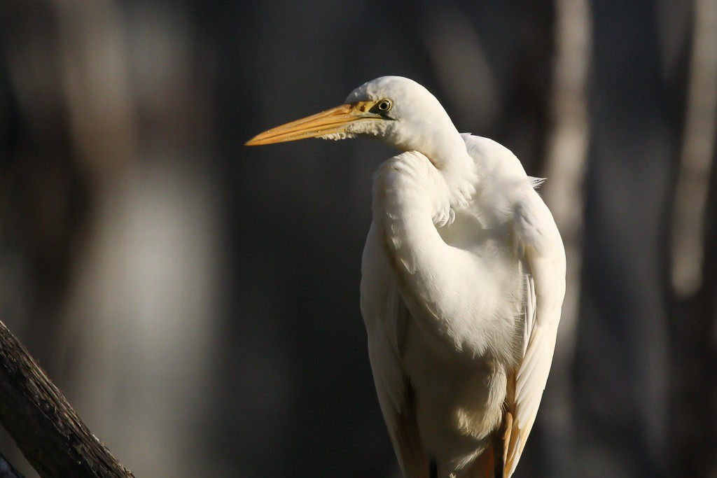 Great Egret - Andrew Naumann