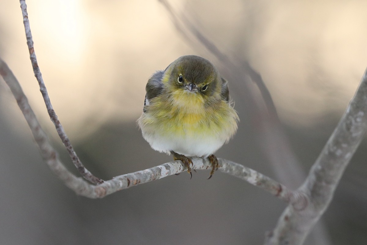 Pine Warbler - ML289817131