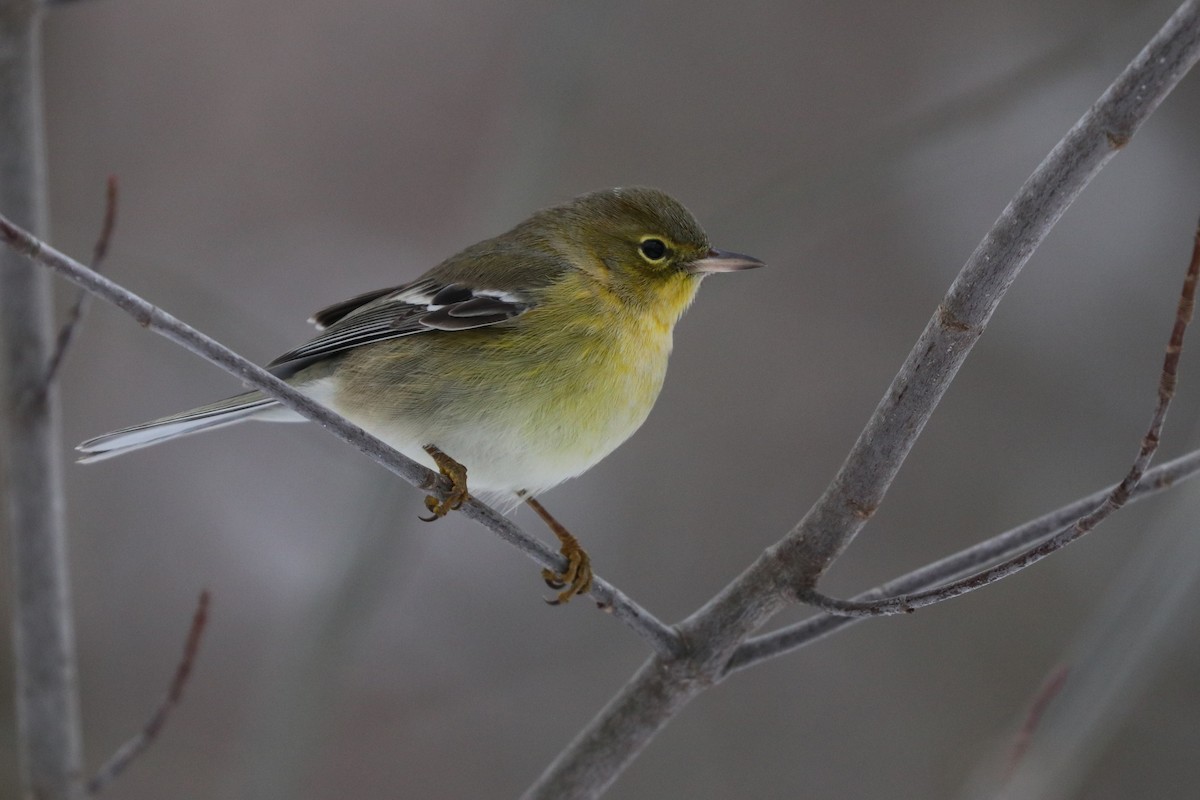 Pine Warbler - ML289817141