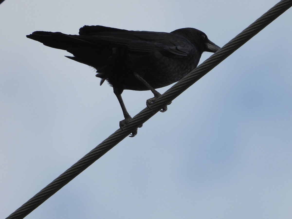 Fish Crow - ML289817981