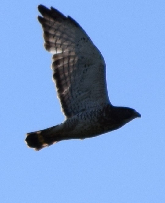 Broad-winged Hawk - ML28981941