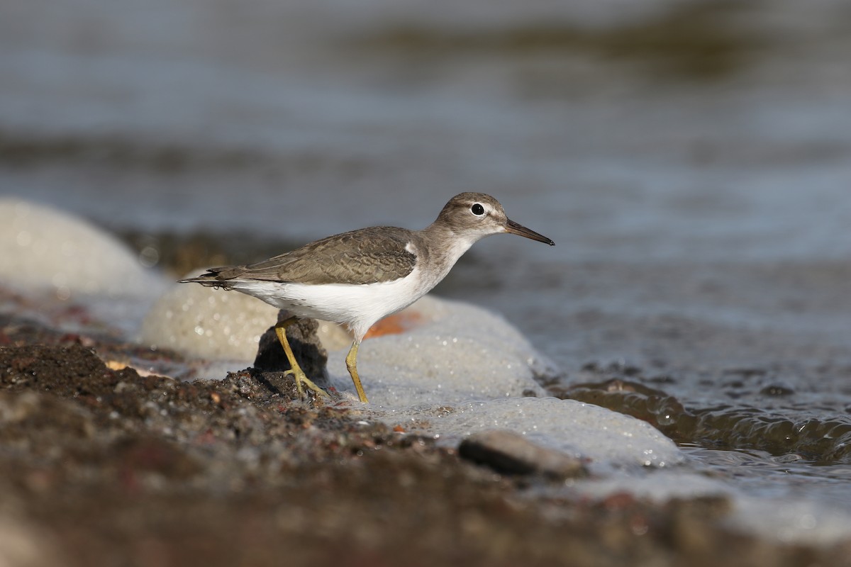 Spotted Sandpiper - John van Dort