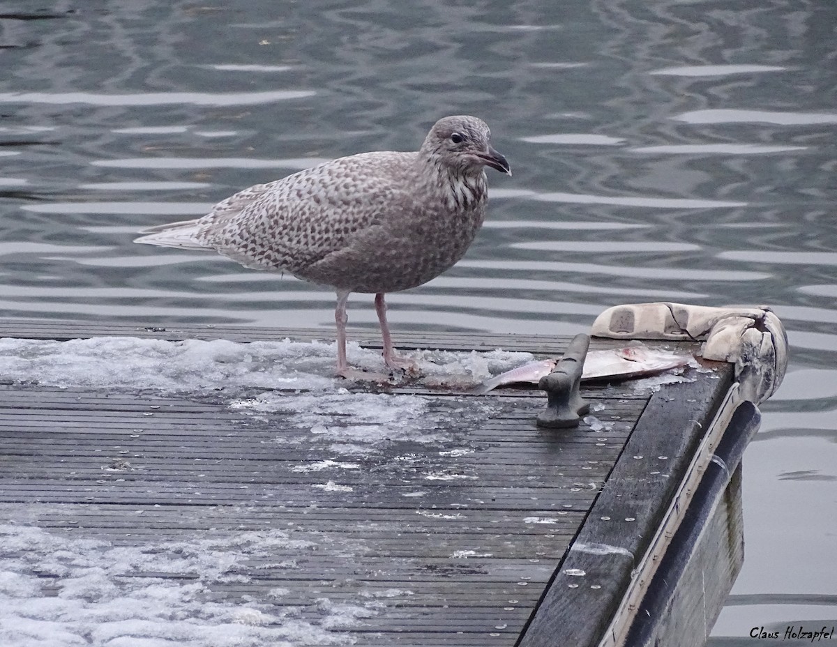 Iceland Gull - ML289822221