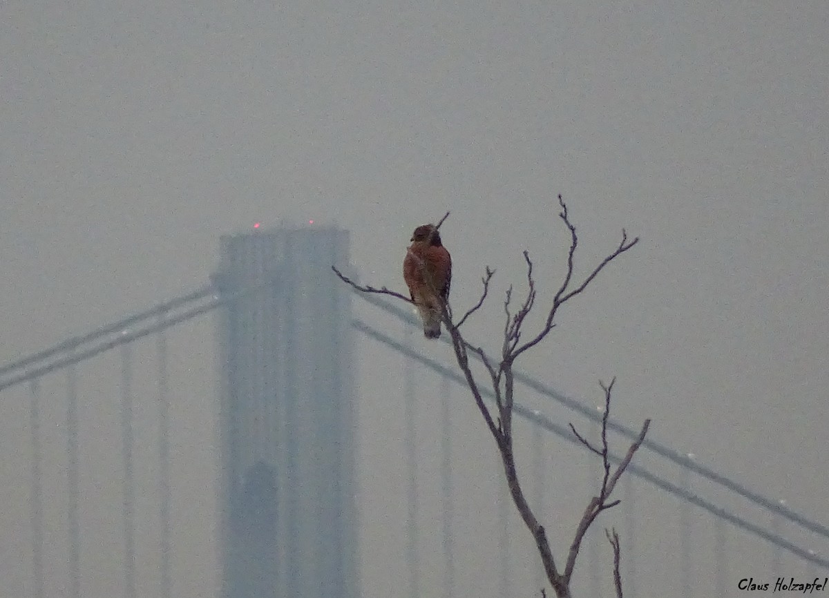 Red-shouldered Hawk - ML289826711