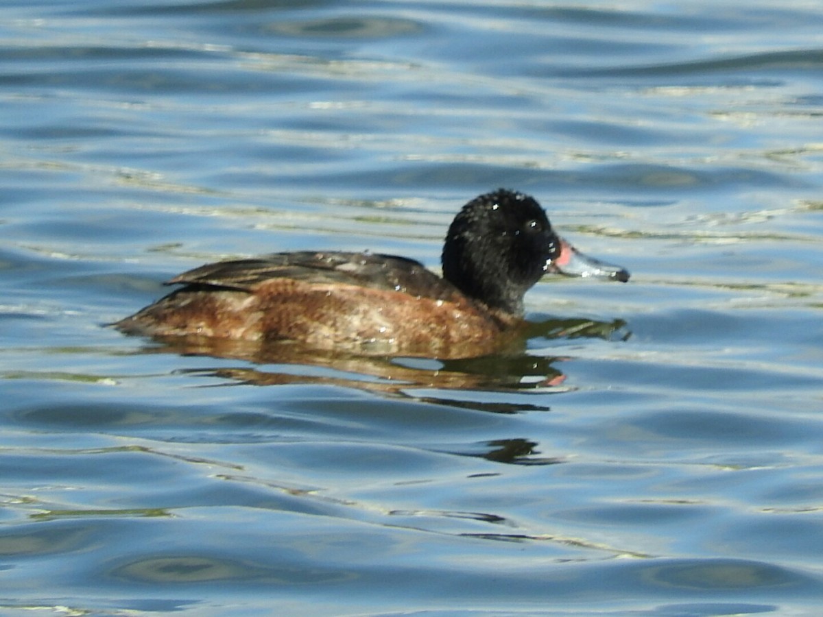 Black-headed Duck - ML289831431