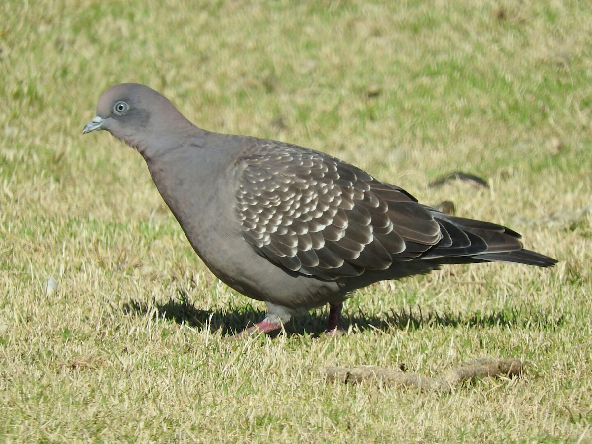 Spot-winged Pigeon - ML289831941