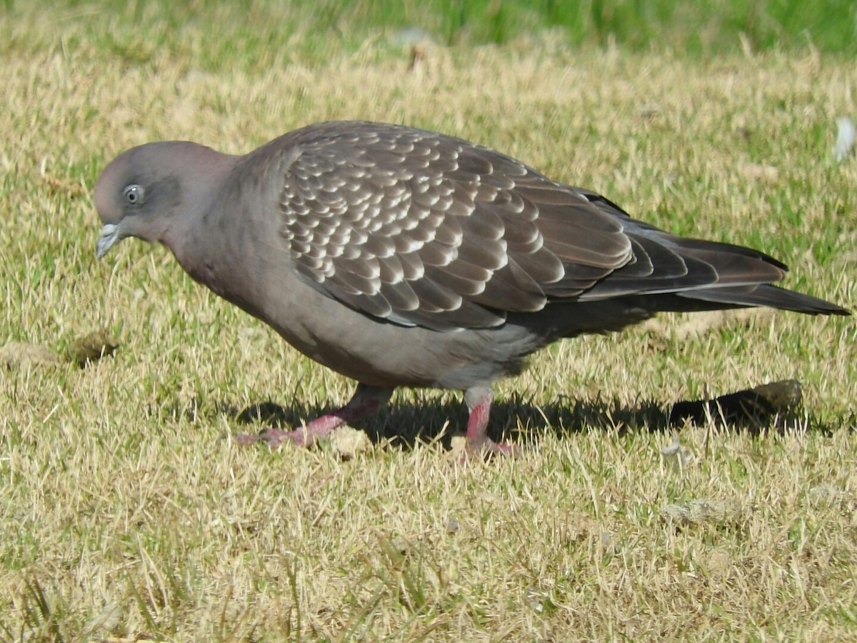 Spot-winged Pigeon - ML289831951