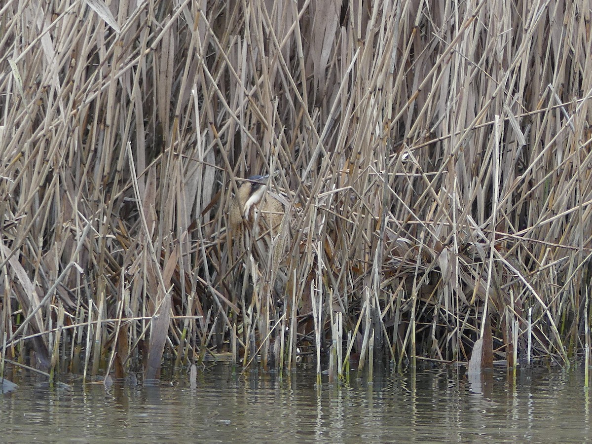 Great Bittern - ML289835001