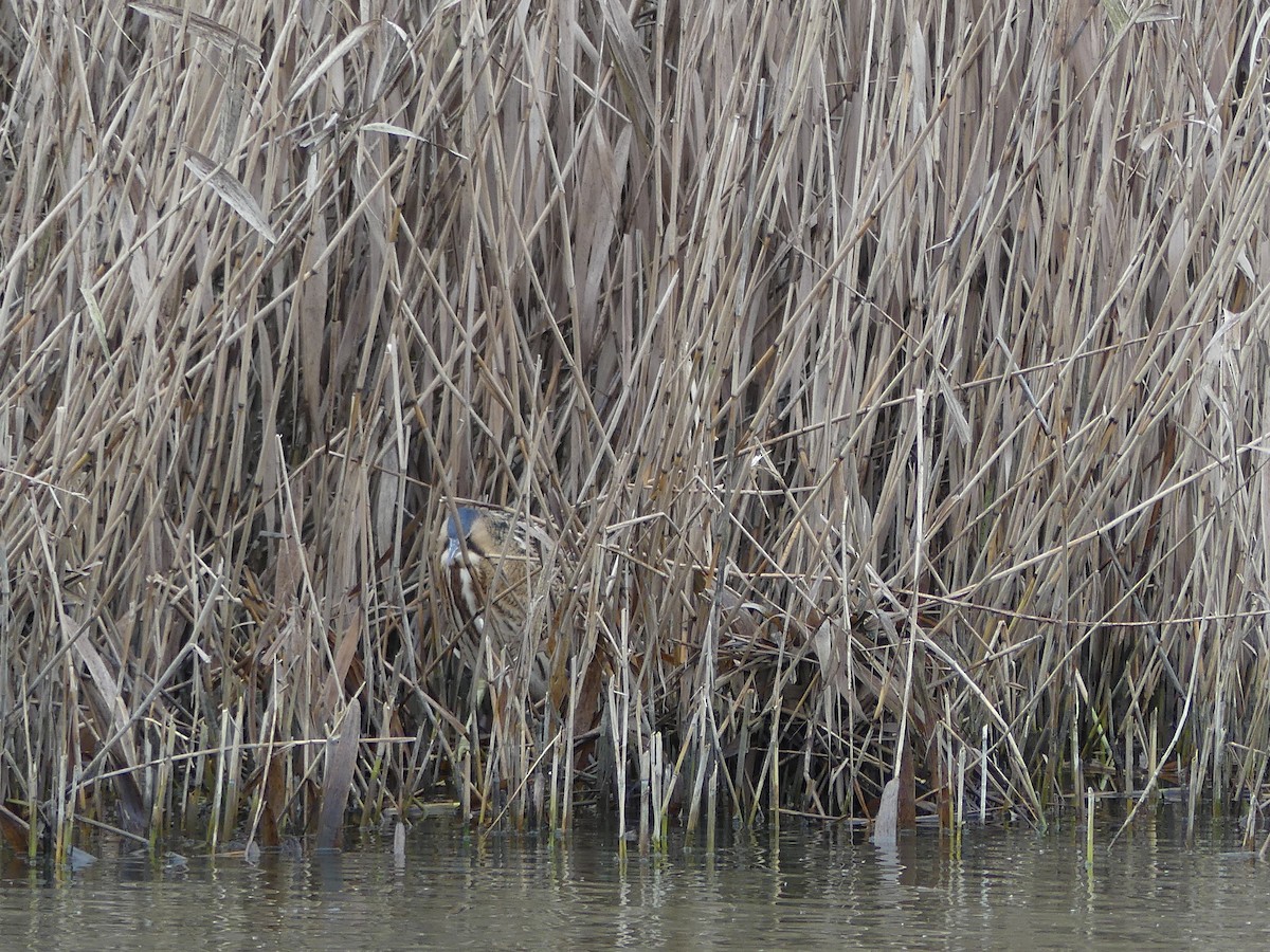 Great Bittern - ML289835021